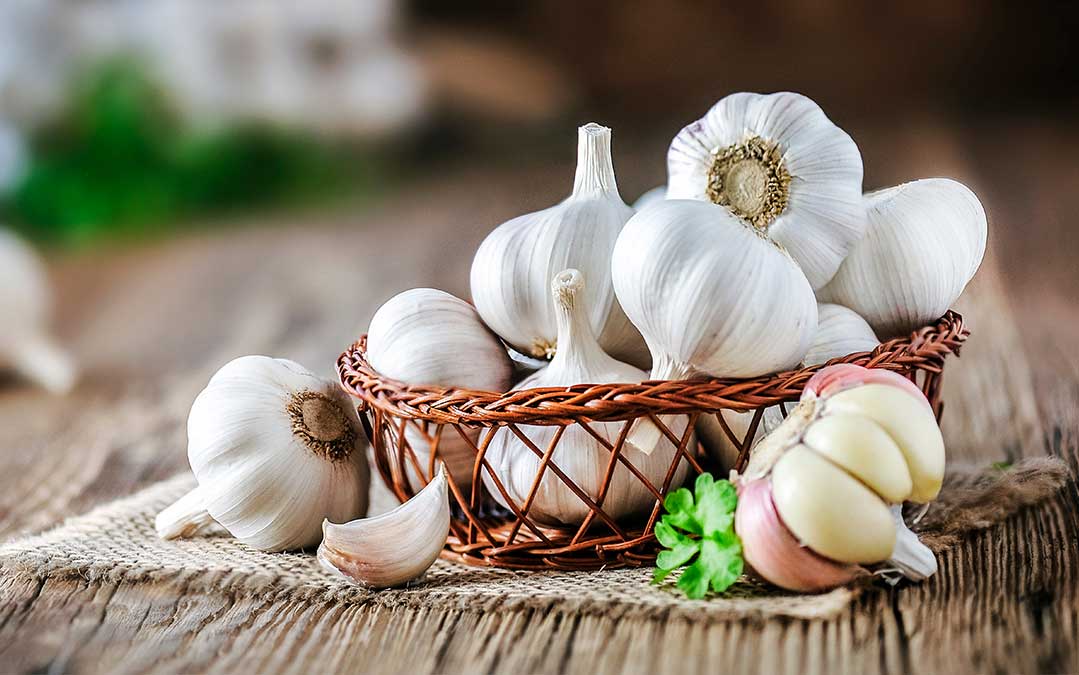 Garlic Antiviral Properties CureAll or Health Scam?