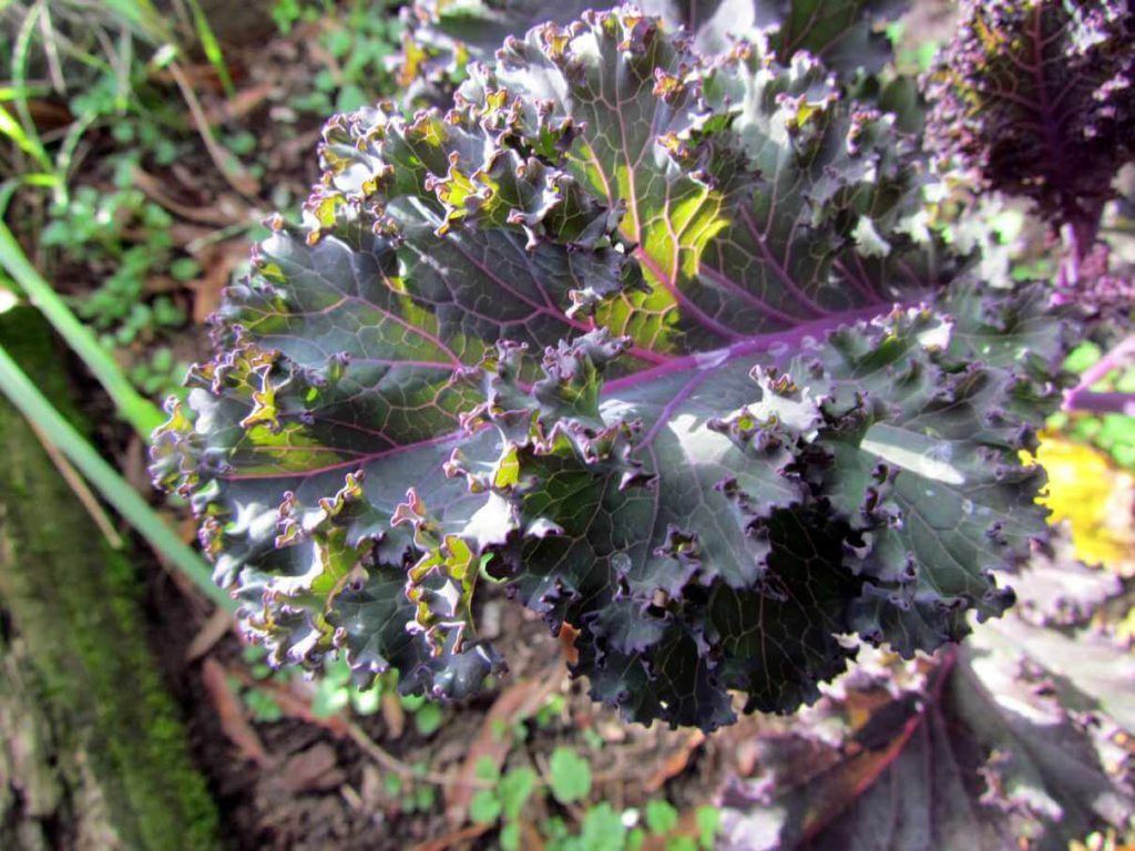 How To Juice Kale In A Juicer at John Conti blog