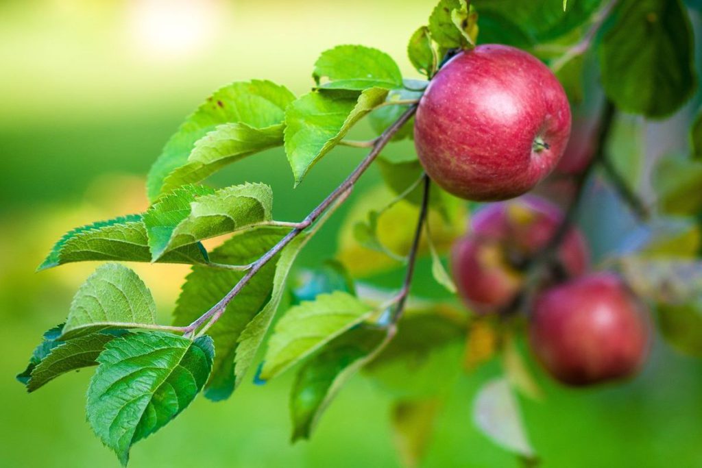 Should You Juice Apple Seeds? (Is It Even Safe?) Vibrant Happy Healthy