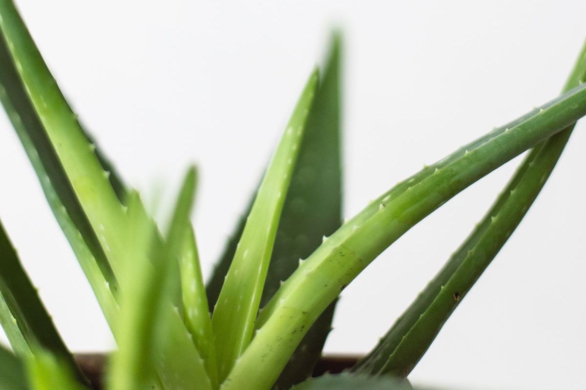 I Tried Aloe Vera Juice and This Is What It Tastes Like Vibrant Happy