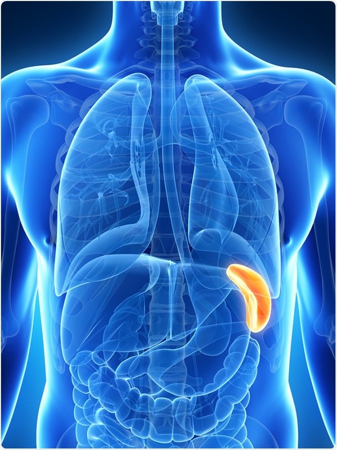 Energetic Spleen Cleanse Vibrant Transformation