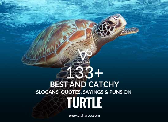 133+ Best Sea Turtle Day Quotes, Puns & Sayings – Vicharoo