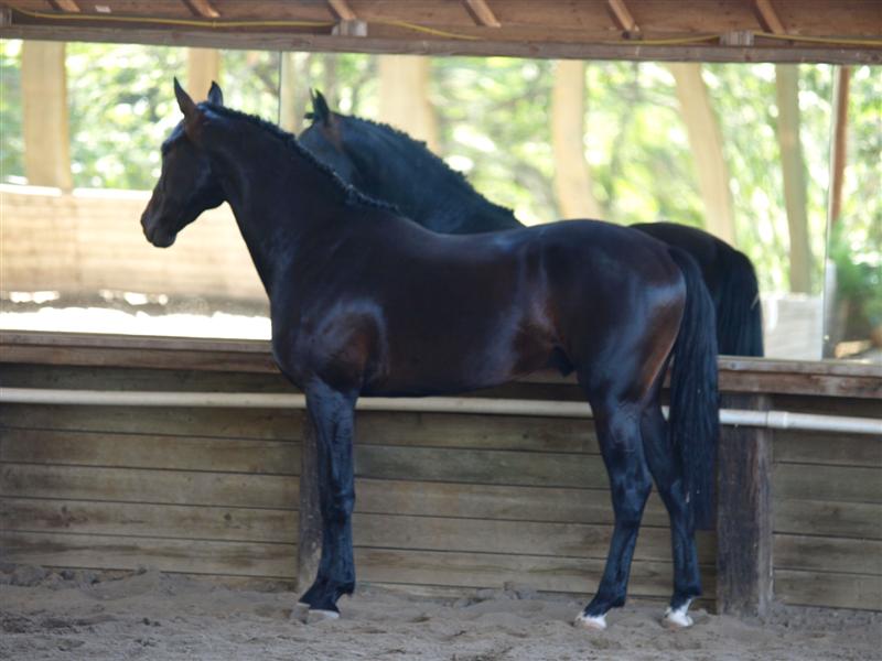 Cedarwoods Equestrian Center