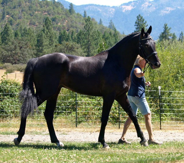 Cedarwoods Equestrian Center