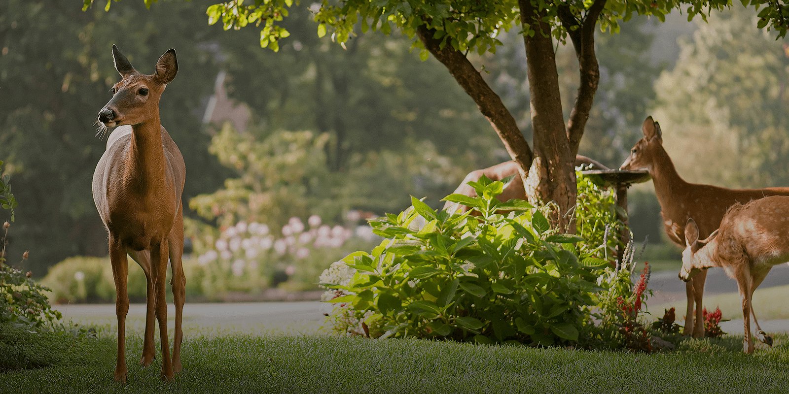 Real Estate, Preston Homes Real Estate by Vickie Jenkins