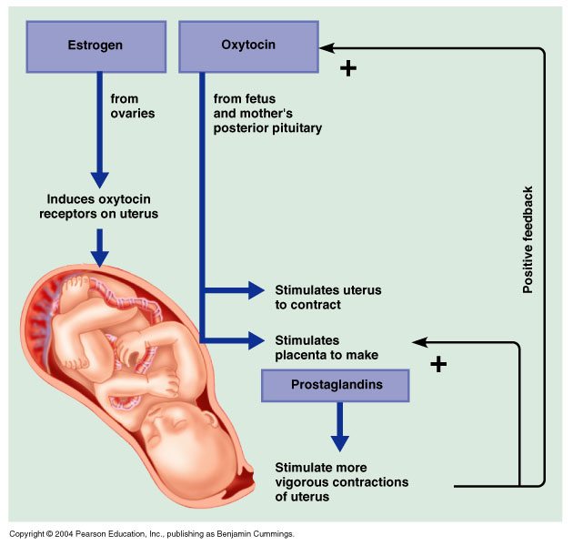 Natural Induction Methods do they work? Back to Basics Birthing