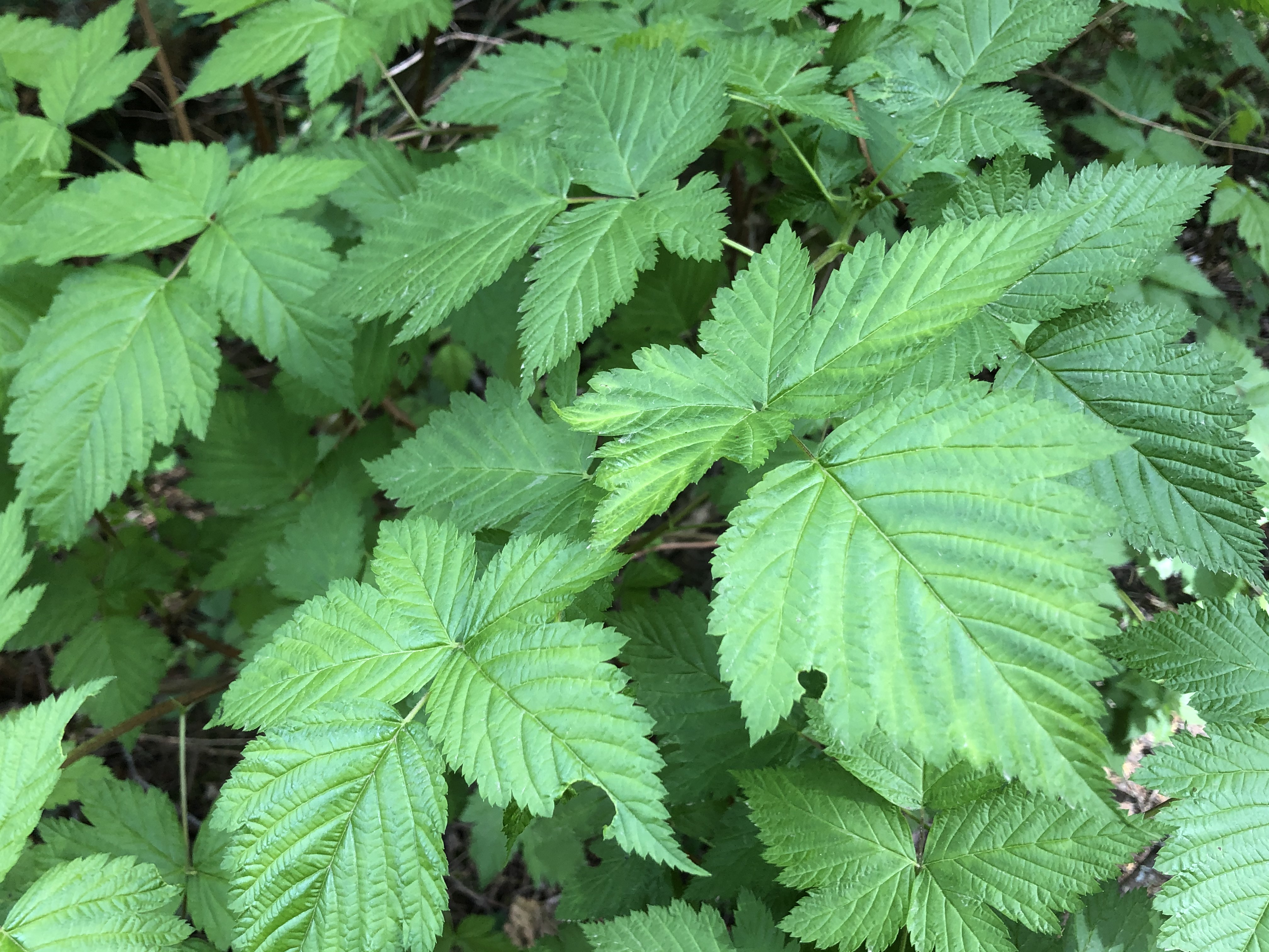 Salmonberry Victoria Native Plant Life
