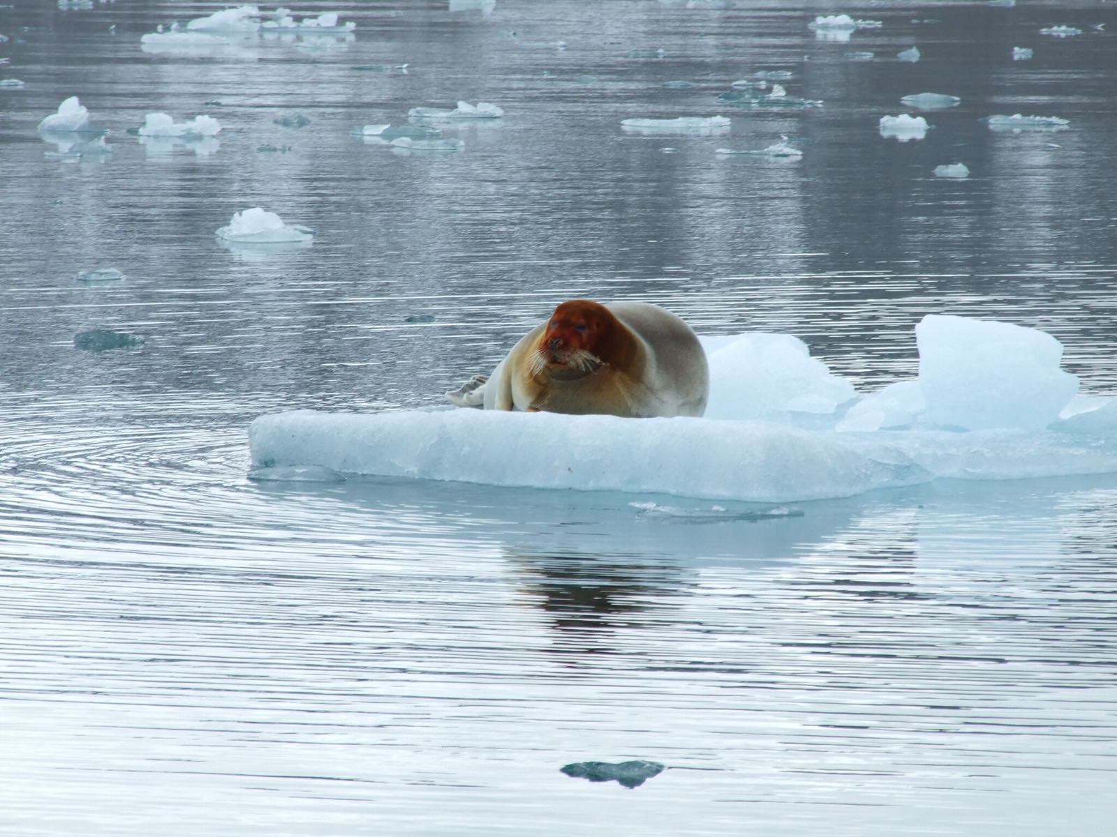 Learning about the climate change effects on the Arctic Girona