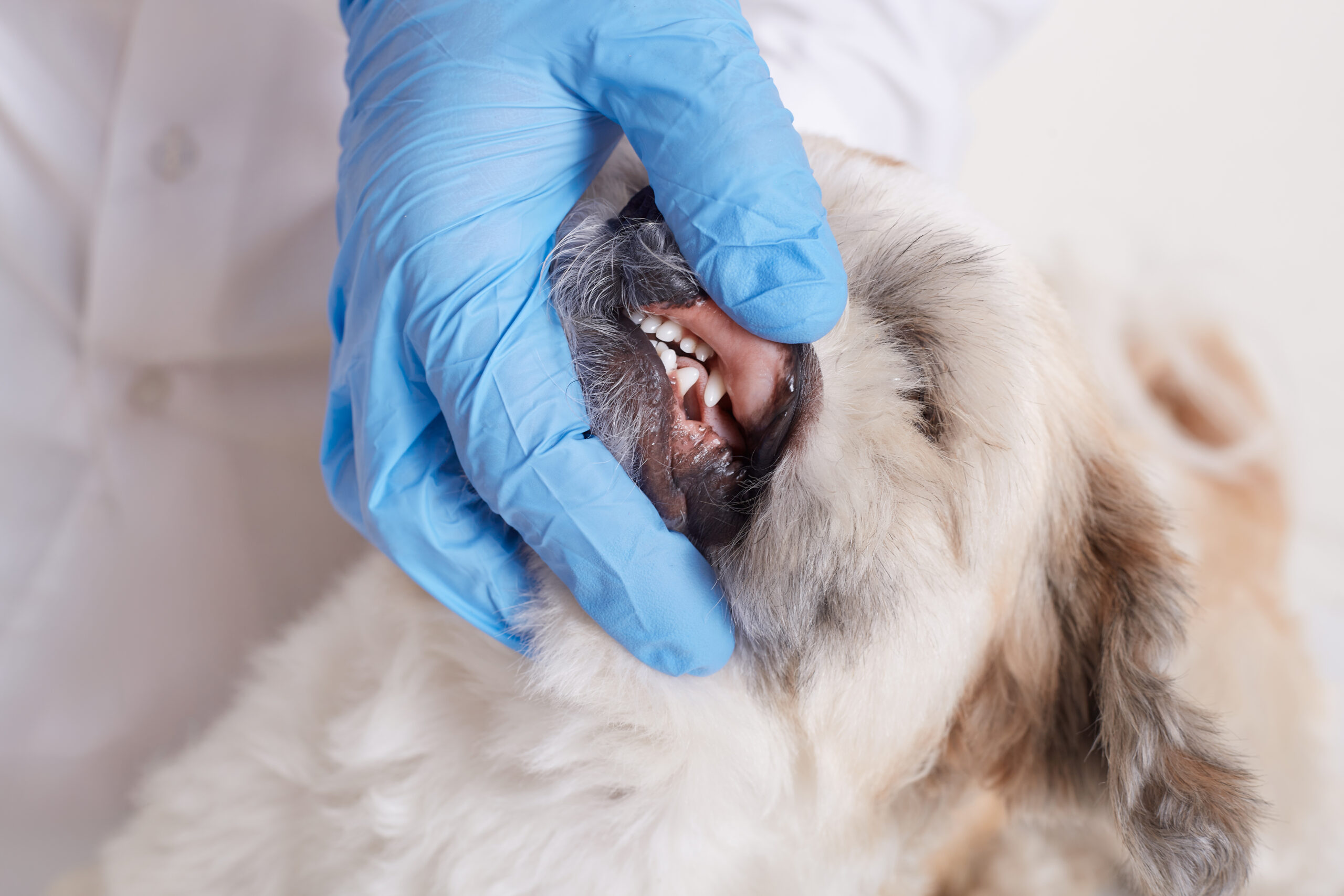 Review Of V.i.c. Pet Care Ideas