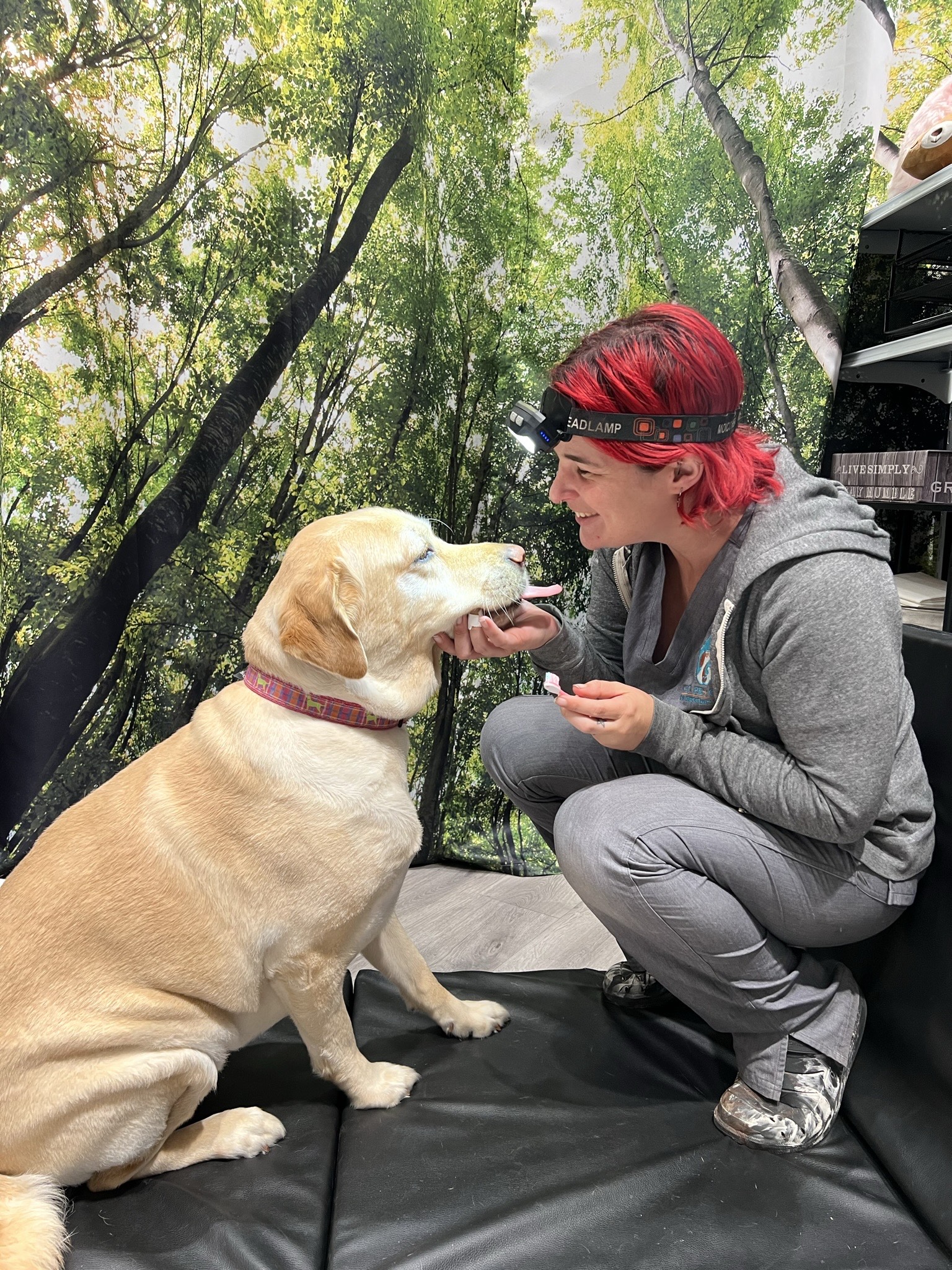 Meet Our Team of Pet Care Professionals VIC Pet Care