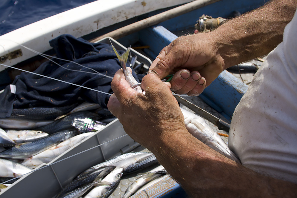 Malta’s government continues its support of unsustainable tuna