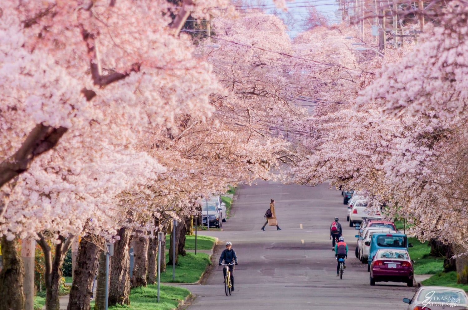 30 of the best spots to see cherry blossoms in and around Victoria