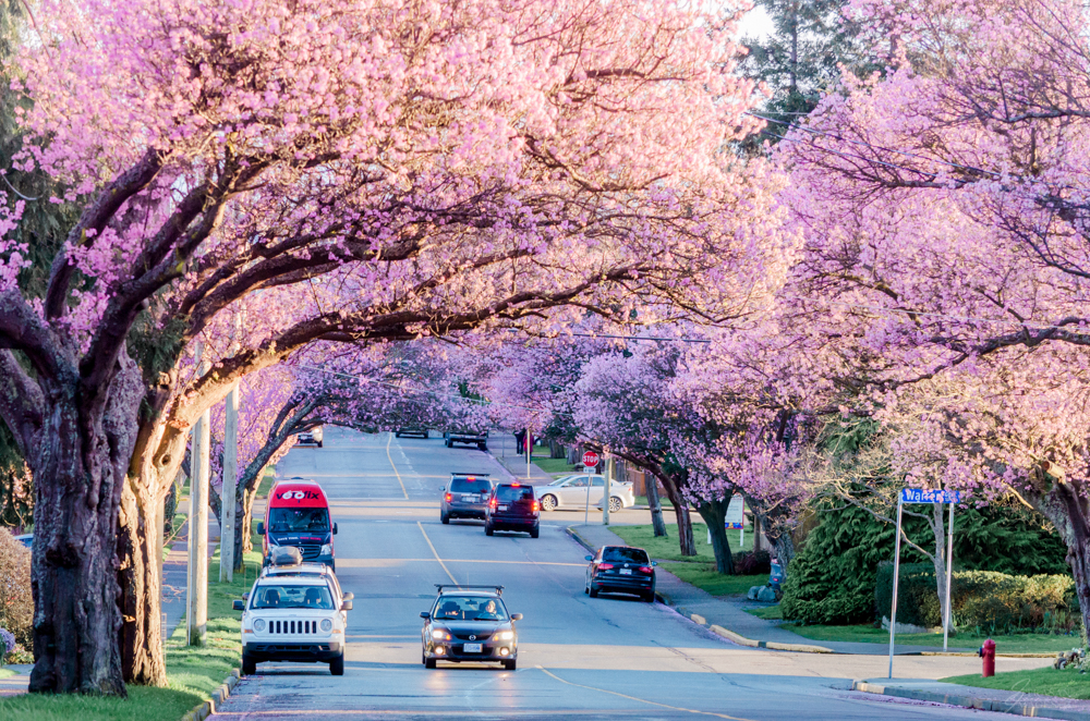 Your guide to the best spots to see the blossoms!