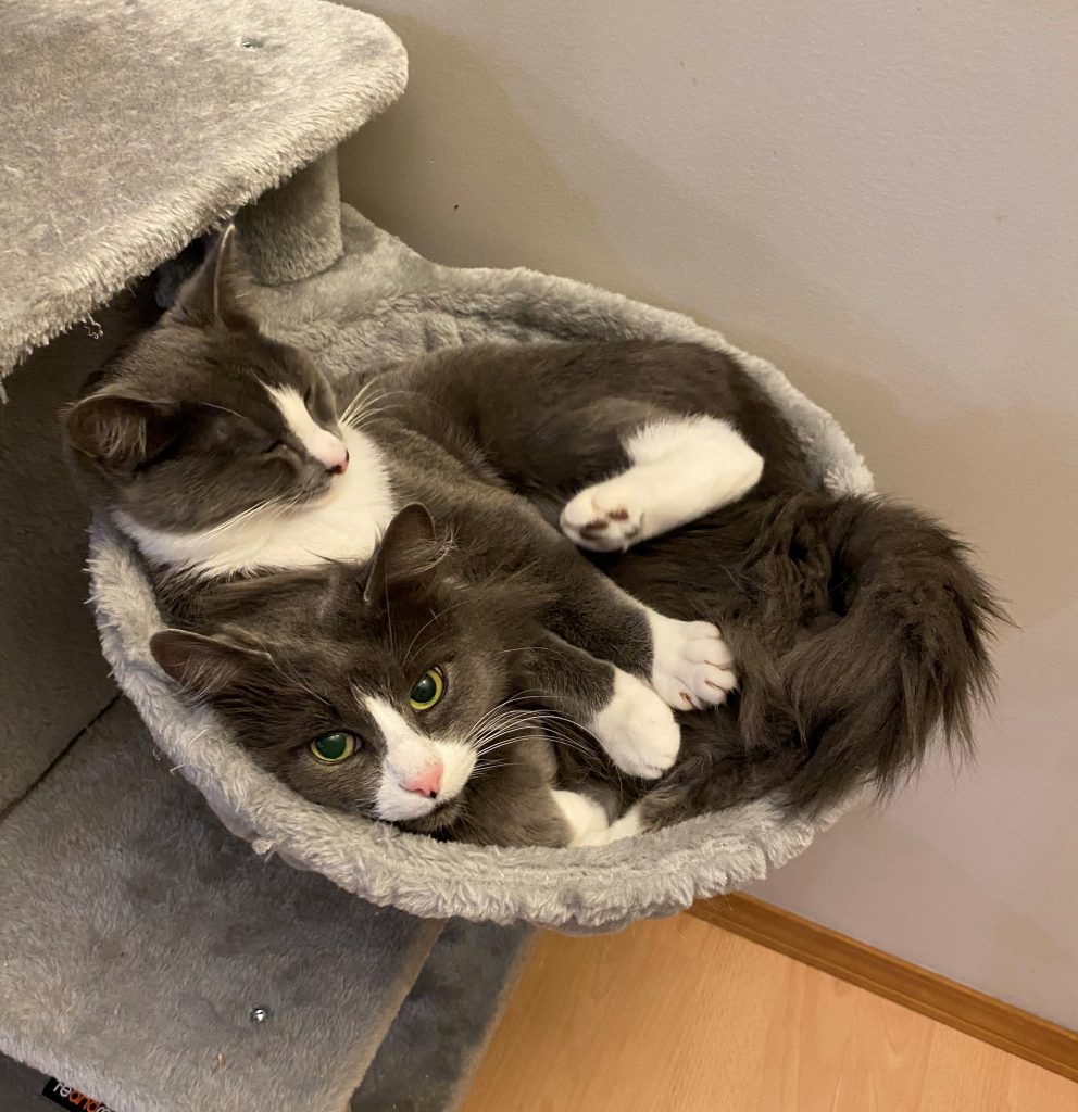 Cat Foster Homes Needed Victoria Pet Adoption Society