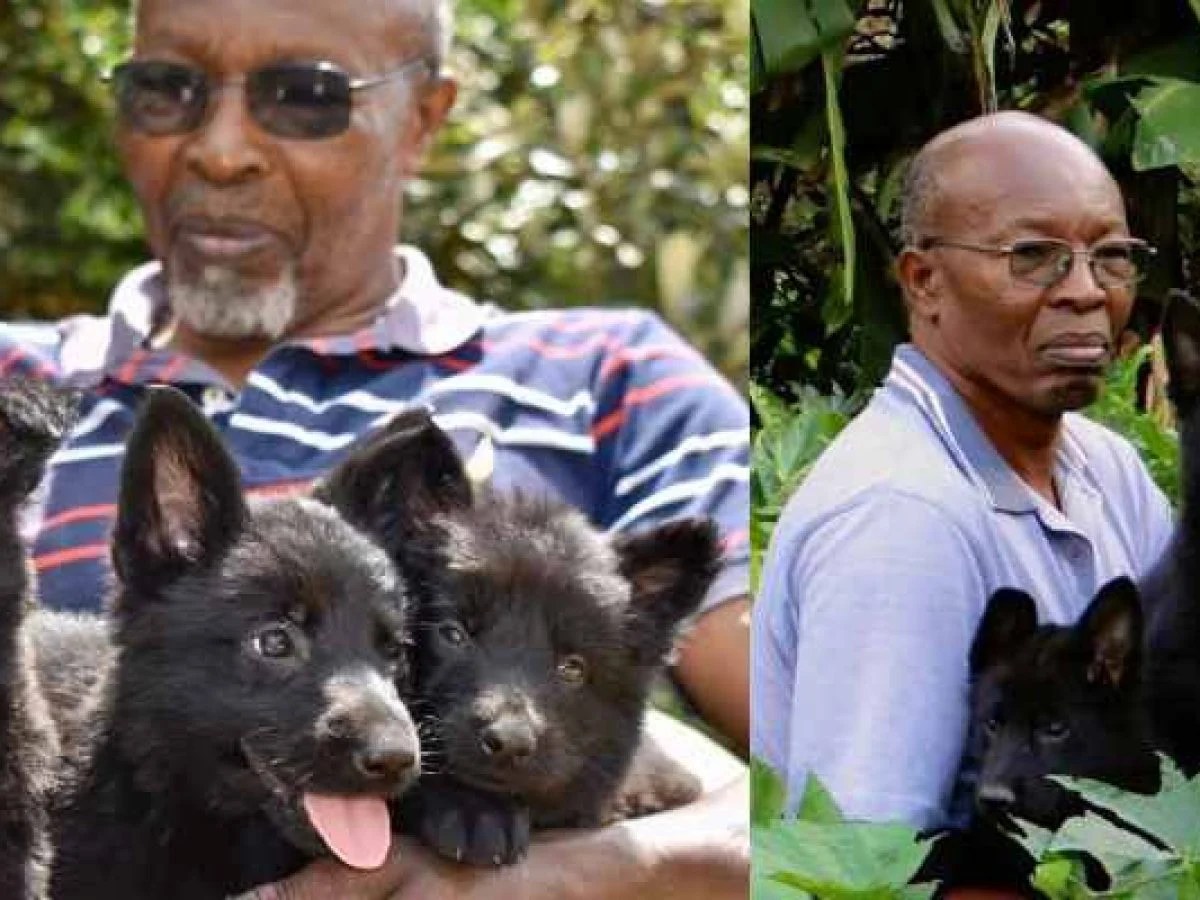 Breeding What Is The Most Profitable Dog To Breed