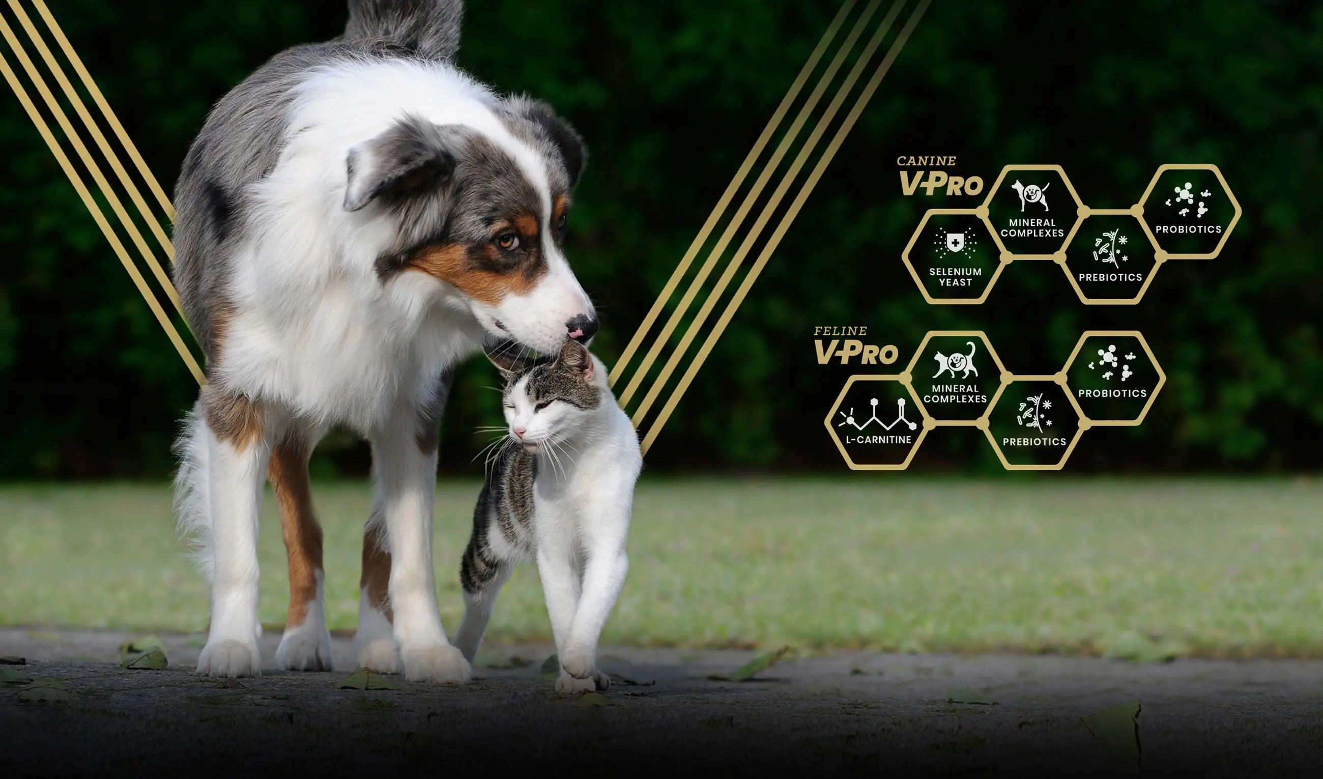 Super Premium Pet Food Dog and Cat Food Victor Pet Food