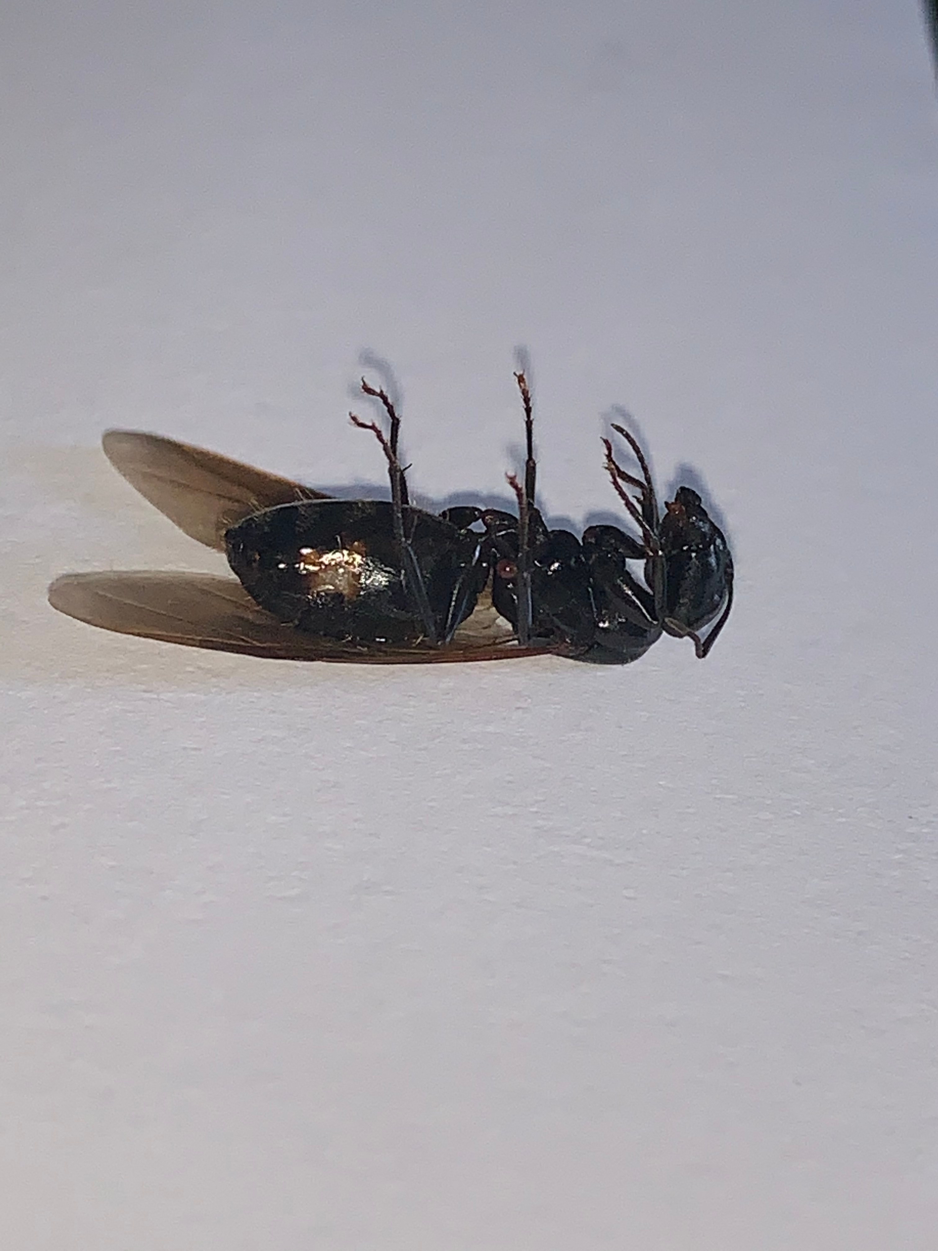 Flying Ant Constantly in Pool Painful bites Archive Forum