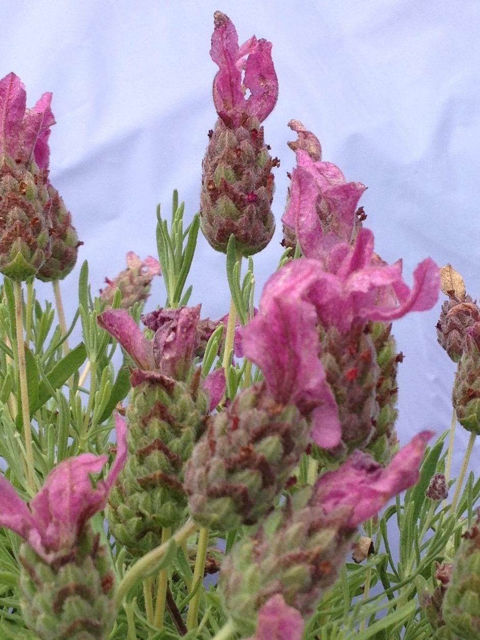 Spanish Lavender (Lavendula Stoechas) Victor's Lavender