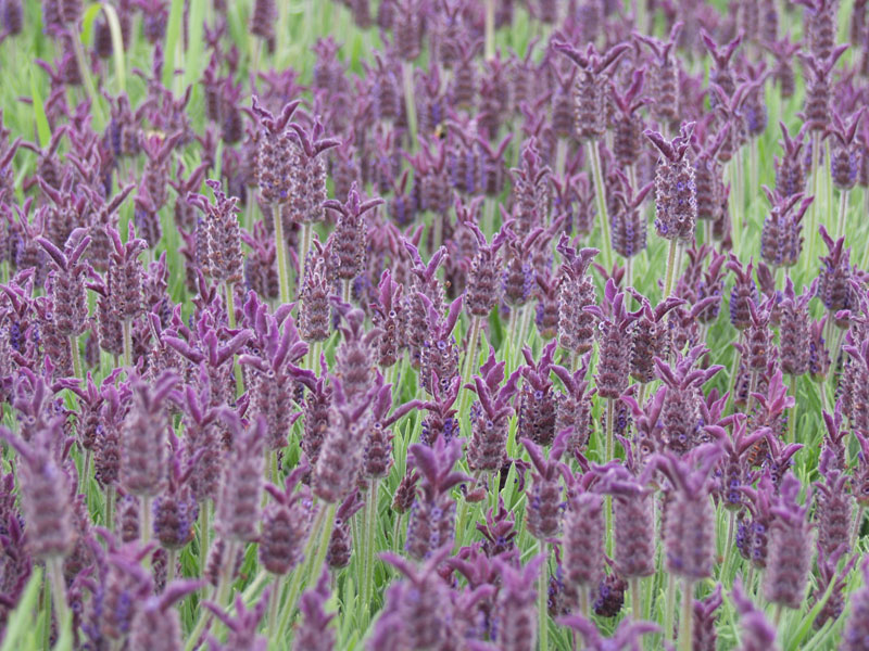 Now offering to Canadian Customers Victor's Lavender
