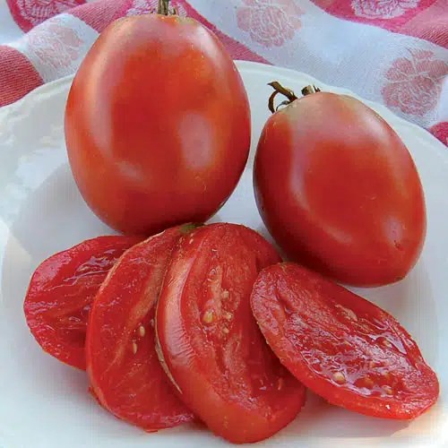 Amish Paste Tomato Plant Start Victory Gardeners