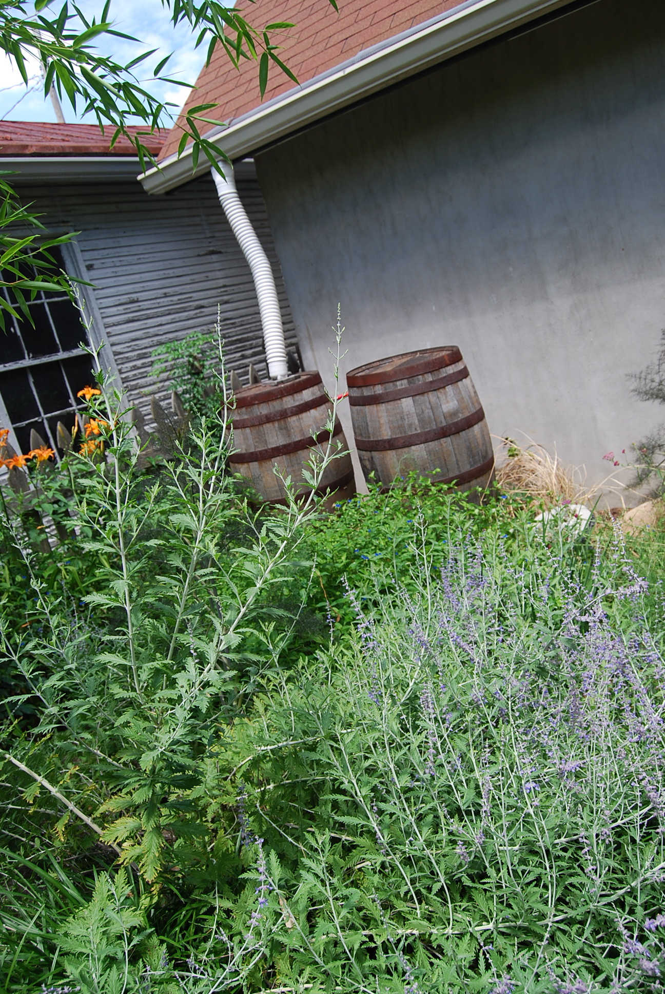 Oak Rain Barrels Victory Gardens of Kentucky