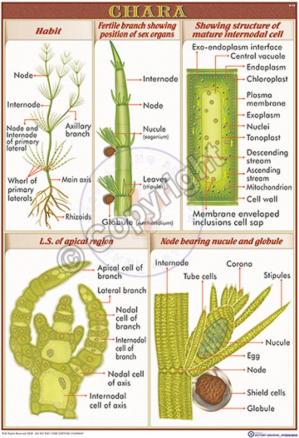 Victory Graphik B66 Thallus Organisation of Algae