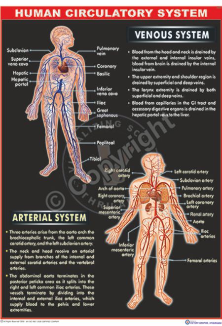 Human Arterial And Venous System Diagram