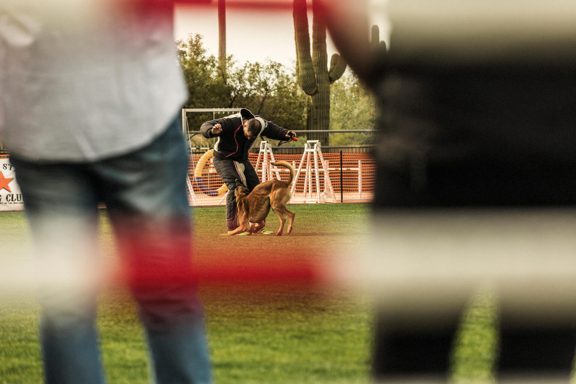 What Is French Ring Dog Training