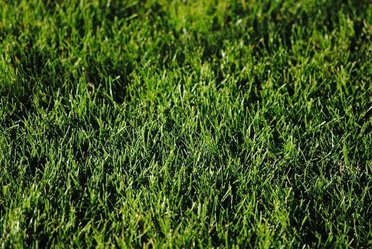 When is the best time to fertilize my lawn? Victory Lawnscape