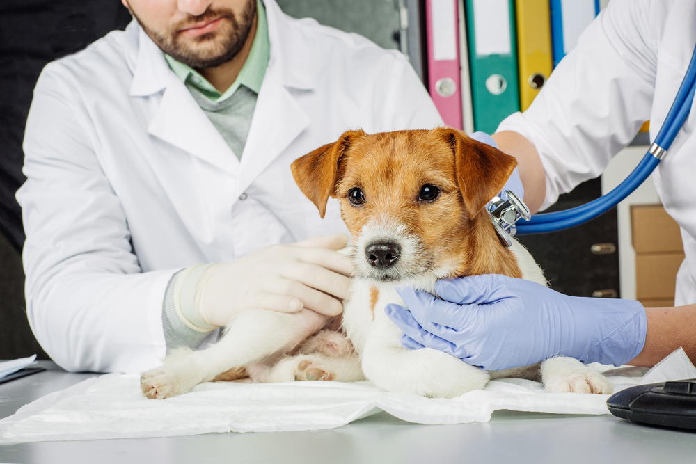 Consultas Vida PetsVida Pets