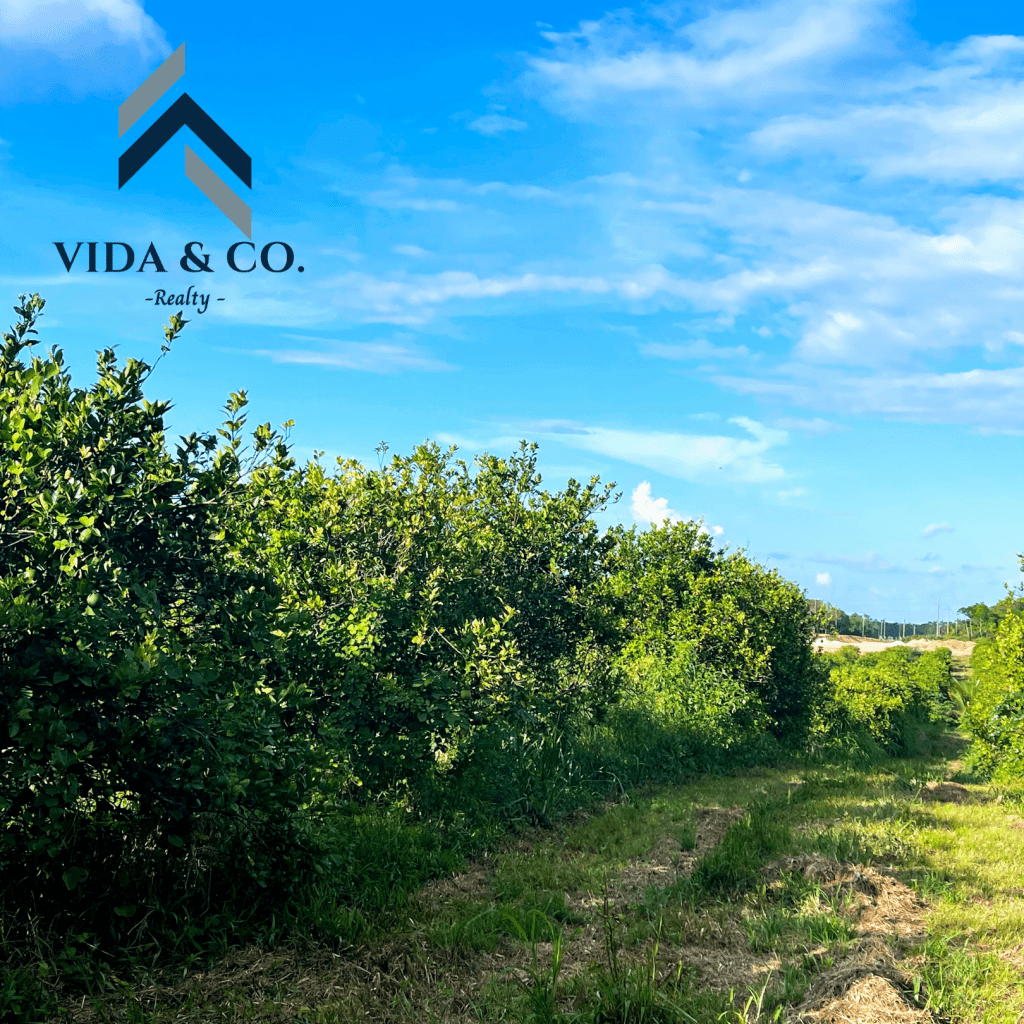 Farmland Property 29.9 Acres on the Coastal Highway » Vida & Co. Ltd