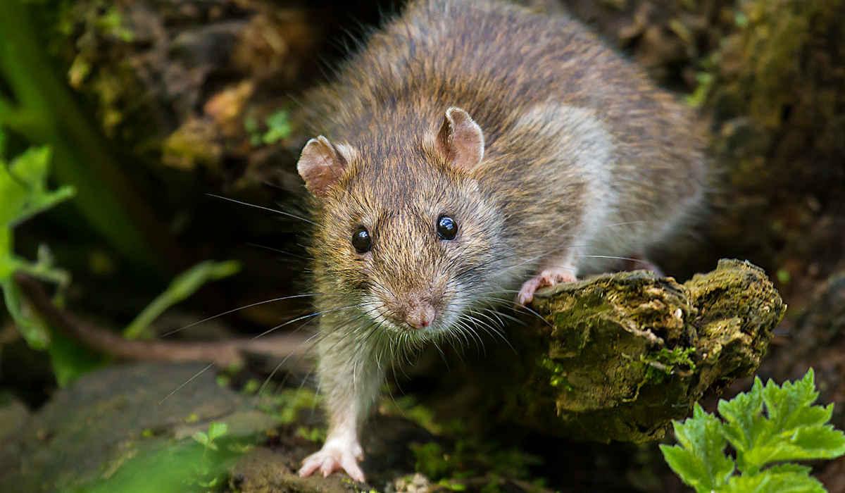 ¿Qué significa soñar con un Ratón? ️ VIDENTE