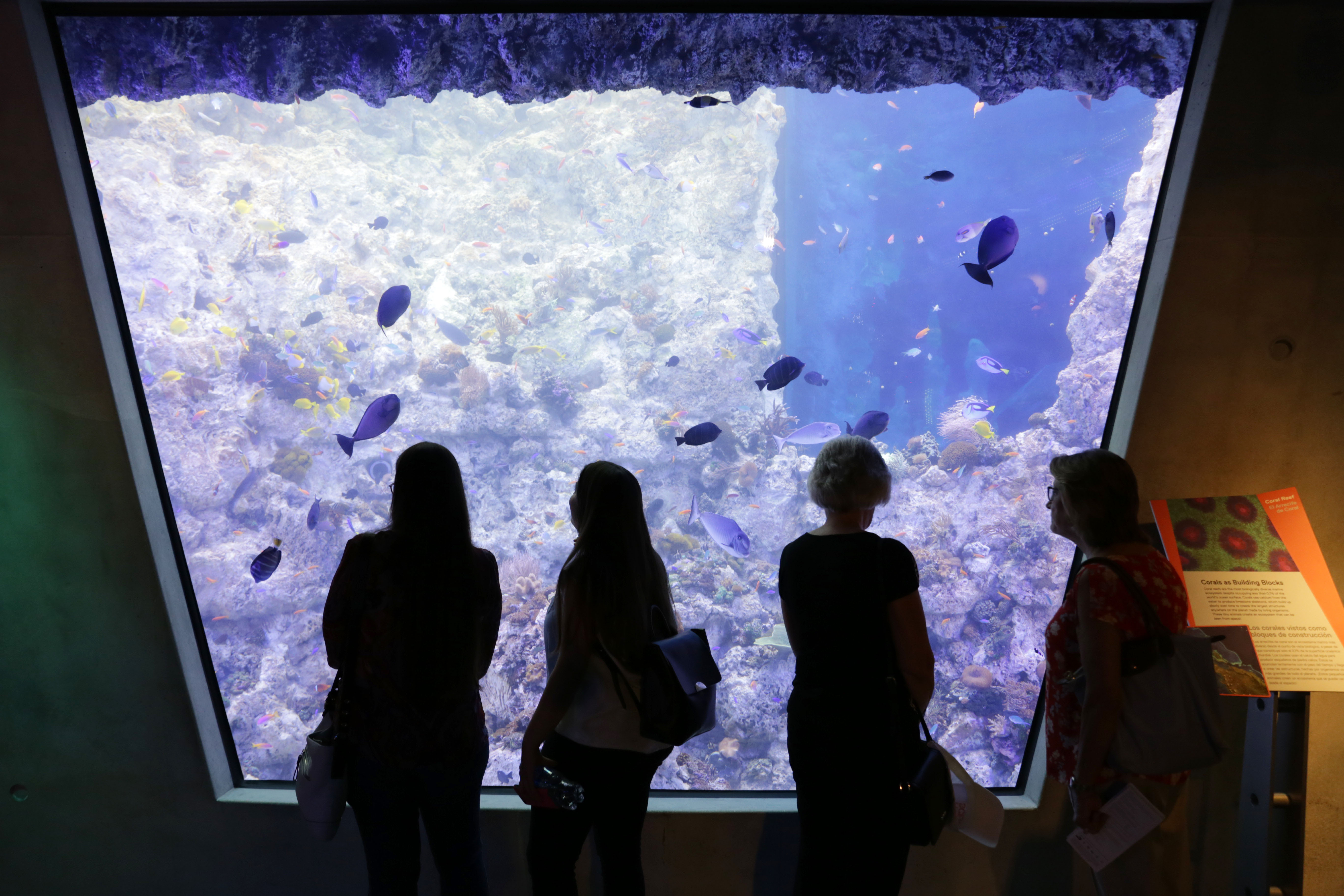 Miami’s Sprawling Frost Science Museum Is Finally Open