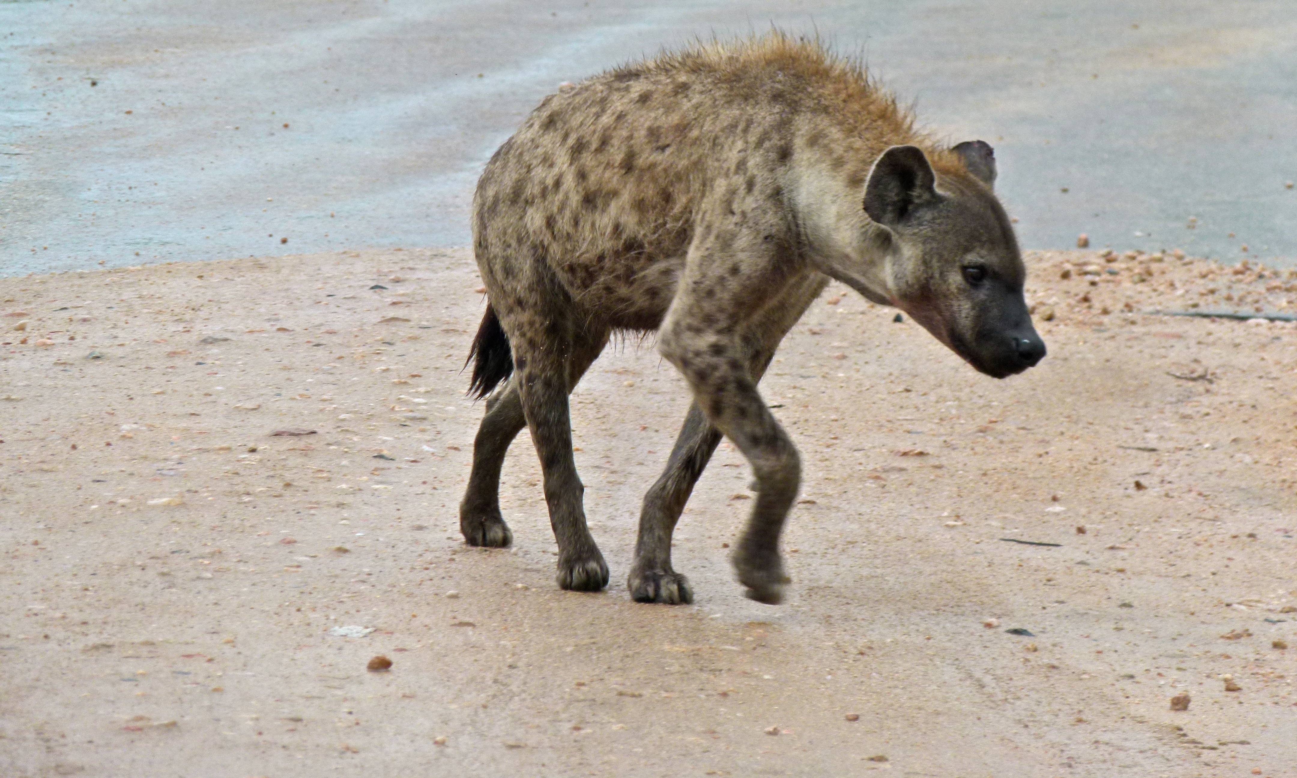 Yes, There Are Trans Animals Broadly