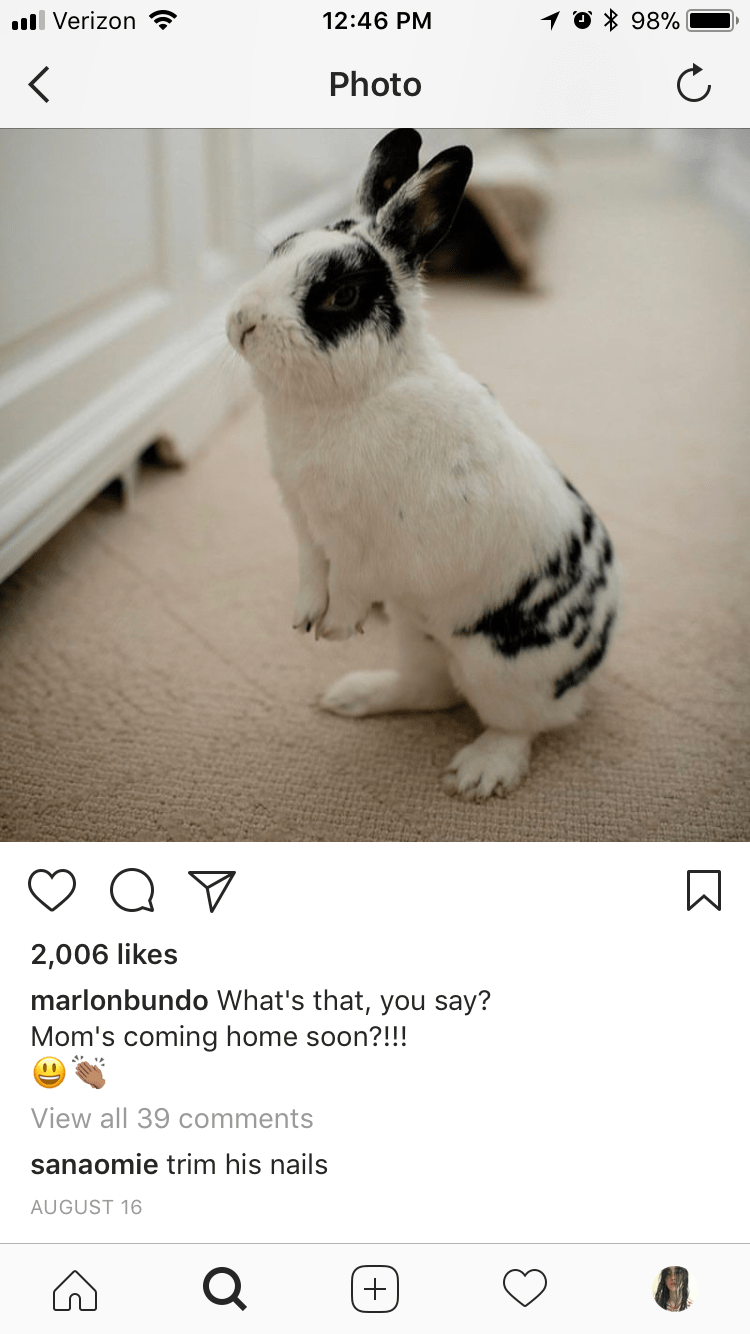 Mike Pence’s InstagramFamous Bunny Has Tragically Overgrown Nails Motherboard