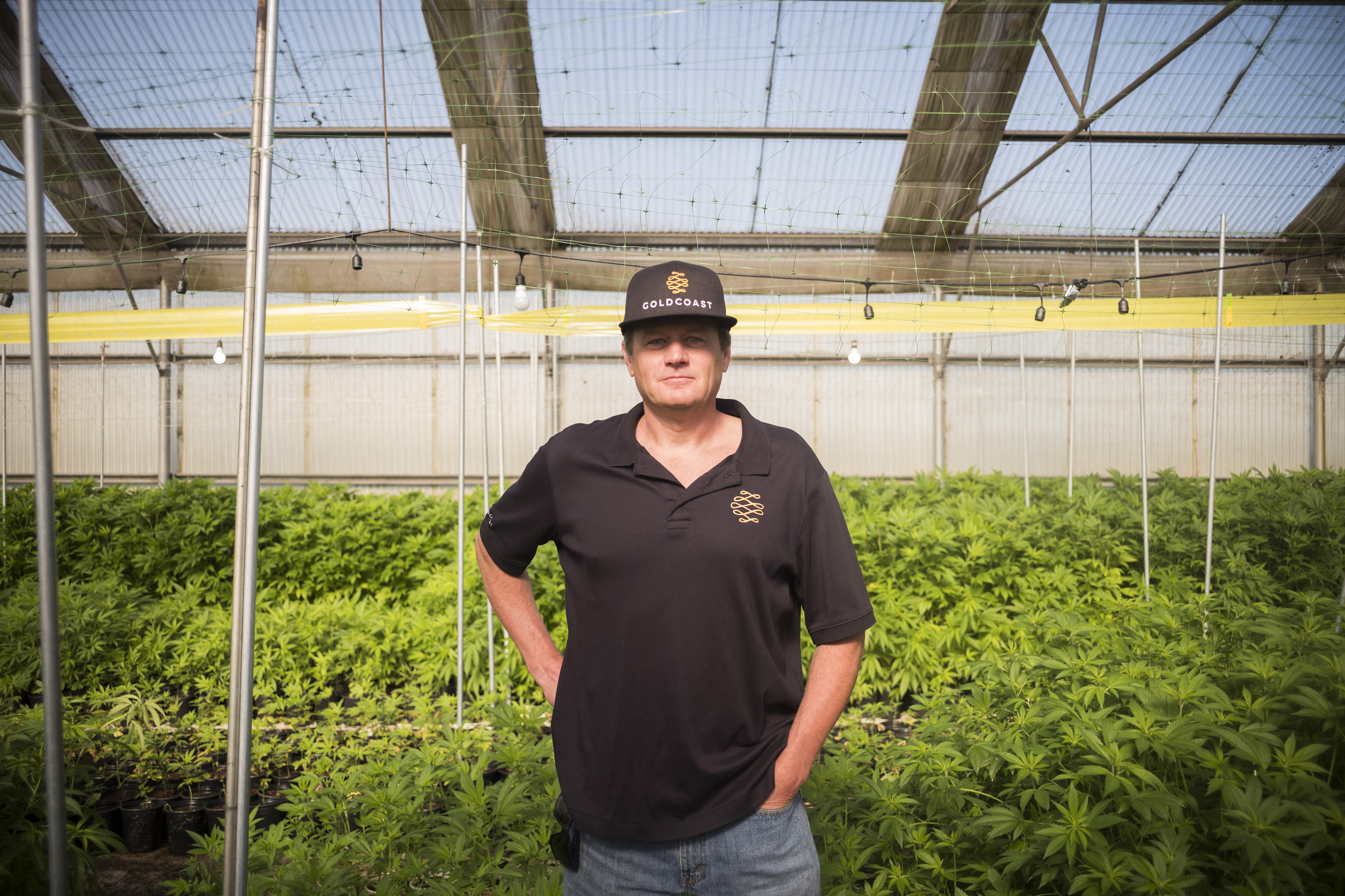 California’s legal weed farms are replacing trimmigrants with