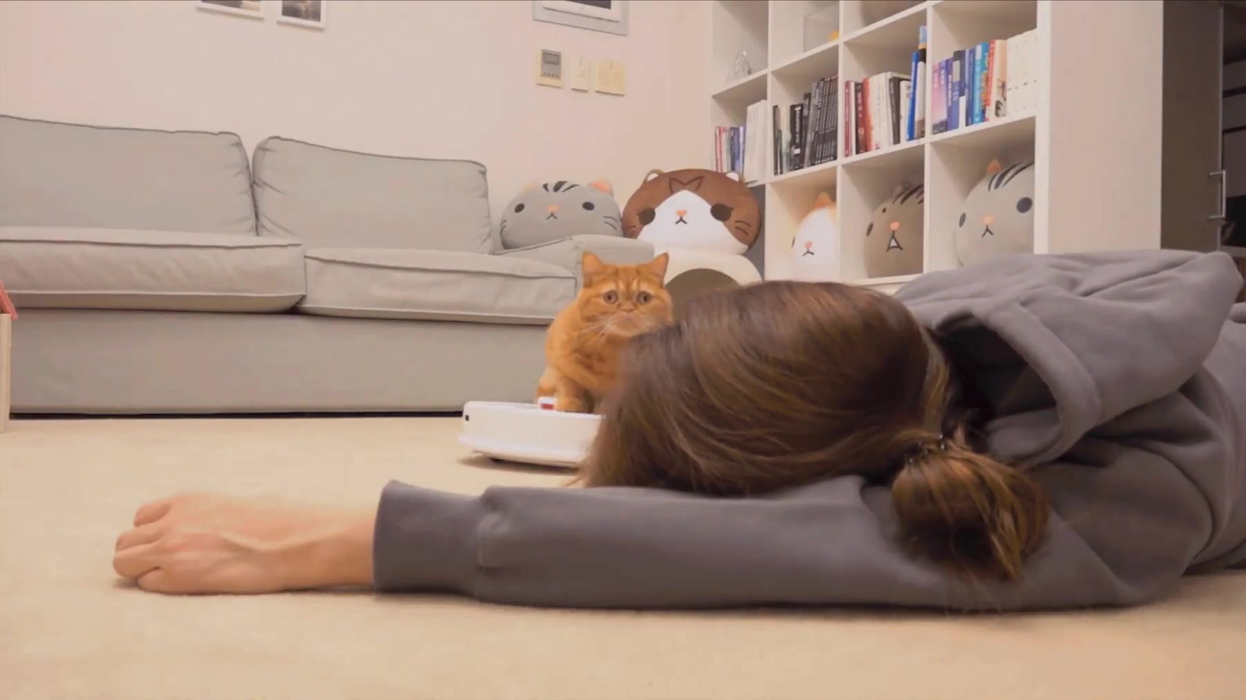 Katze auf dem Saugroboter ›