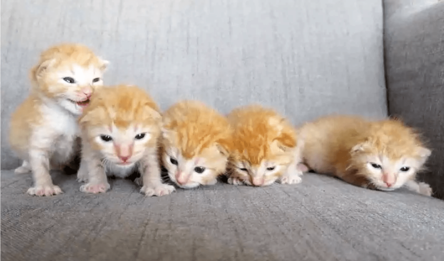 Five abandoned ginger kittens receive timely assistance