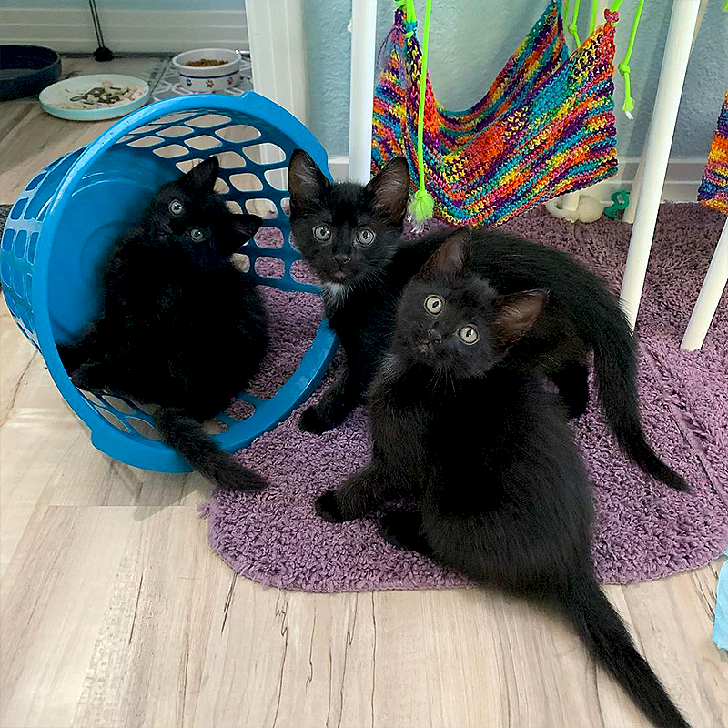 In foster care, Mama Cat Birdie receives the "Mother of the Year Award"