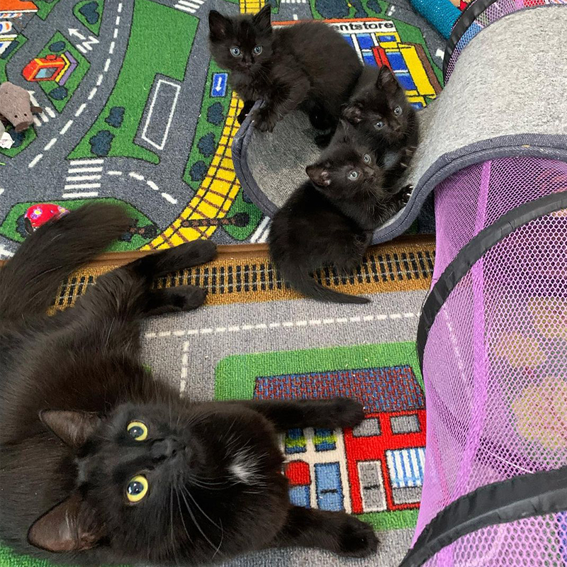 In foster care, Mama Cat Birdie receives the "Mother of the Year Award"