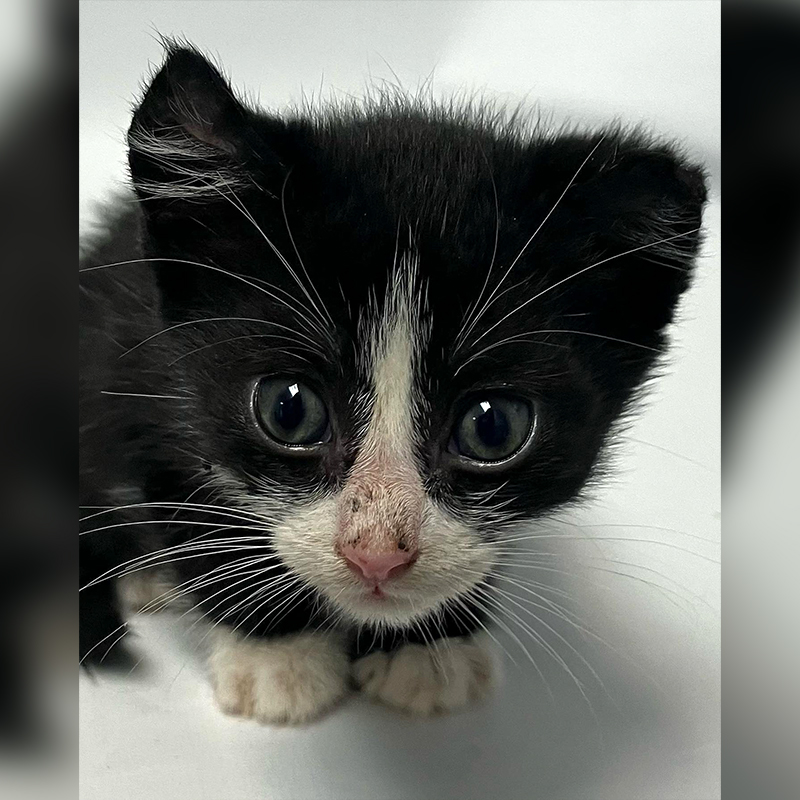 Rescuers in the Bronx save a mother cat and her oddlycurledear kittens