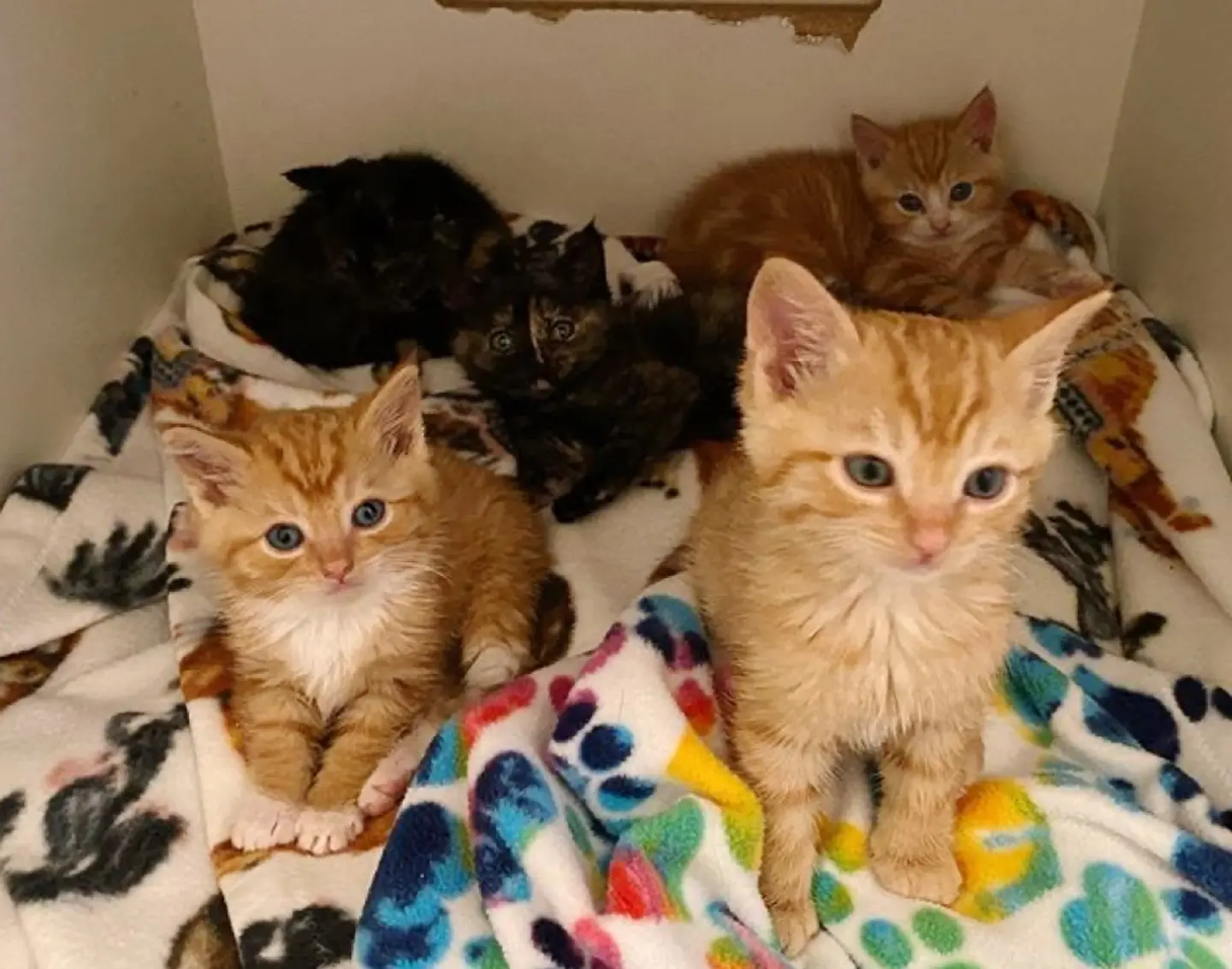 Seven Kittens Who Were Left Outside by Kind People Find Help to Survive