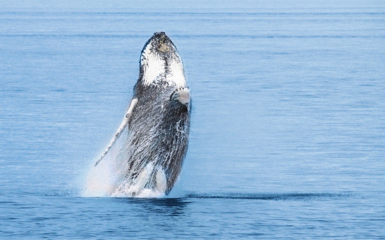 Viens voir les baleines Les baleines du Québec