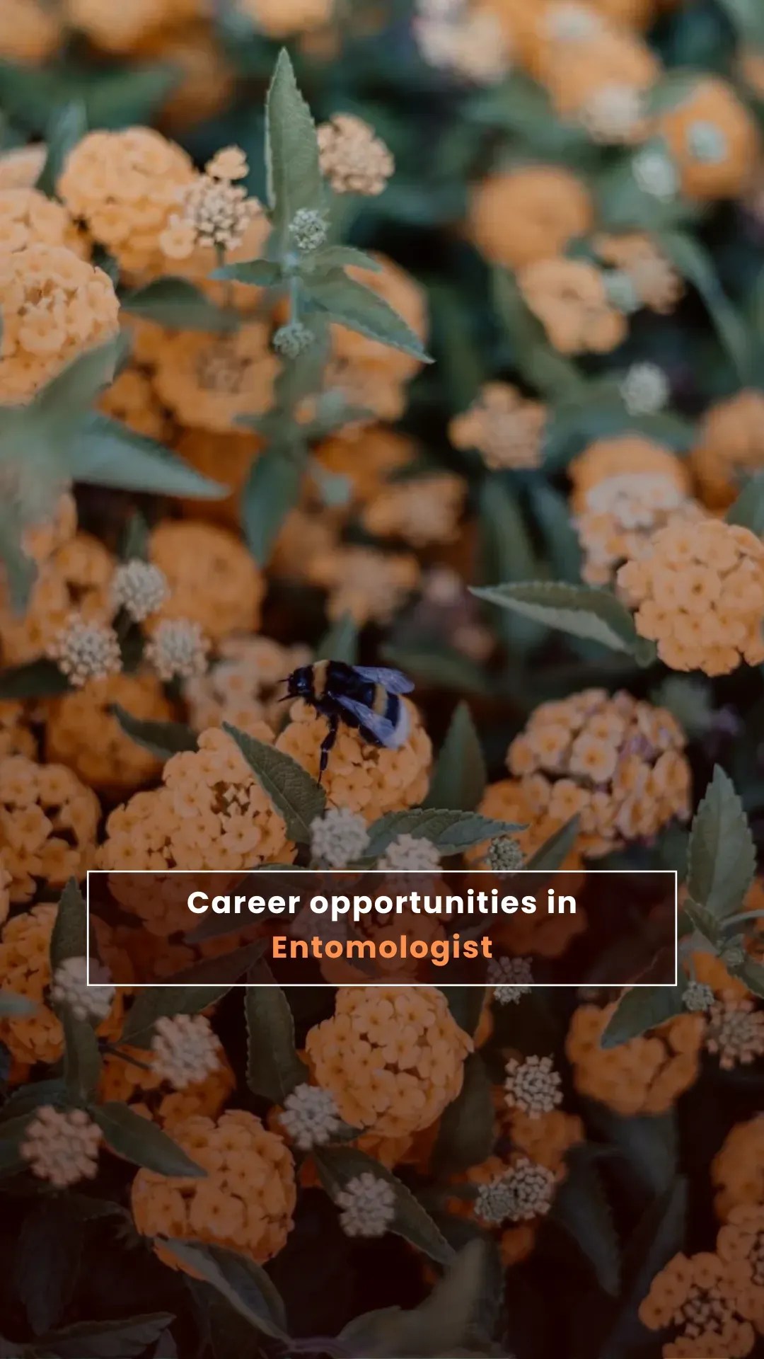 Career opportunities in Entomologist VIESTORIES