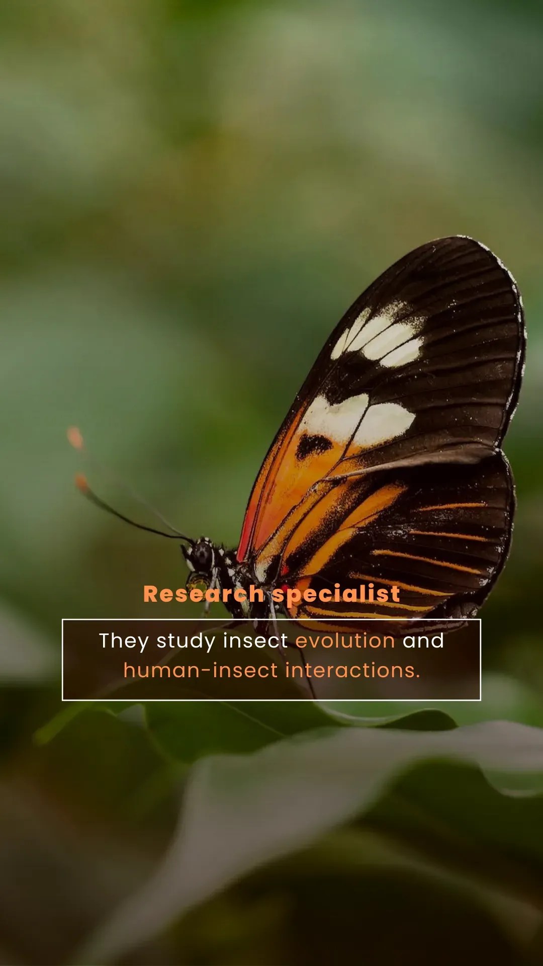 Career opportunities in Entomologist VIESTORIES