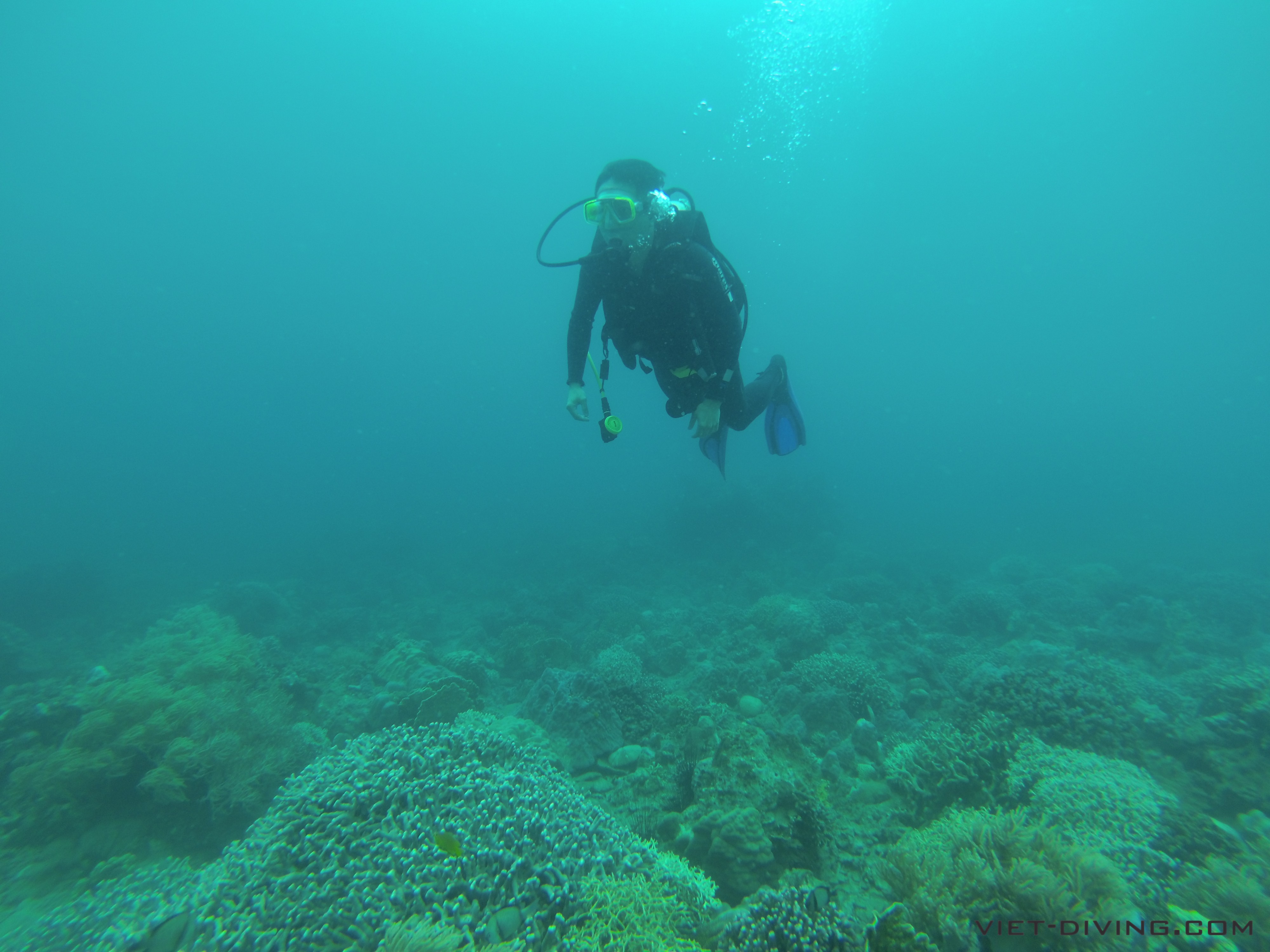Diving in Vietnam reviews from beginners and certified