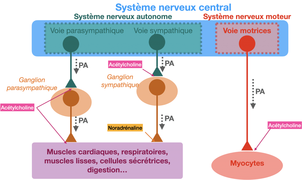 Cours adaptabilité de et débordement Vieterre