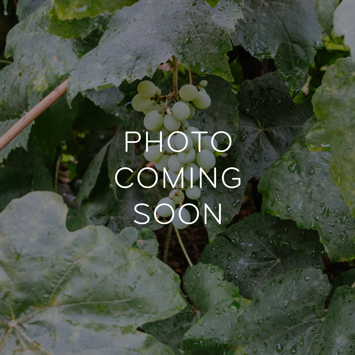 Art Elements View + Vine