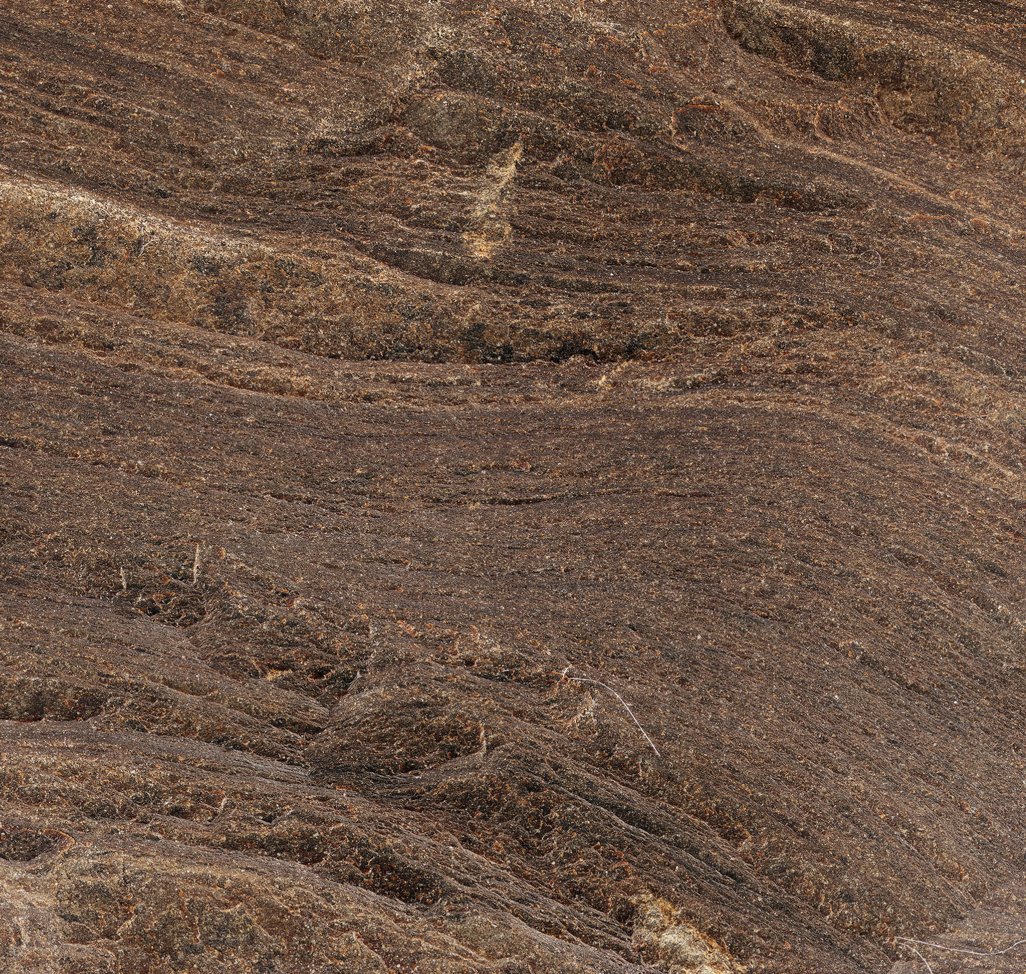 Oil Shale Sample (Lamosite)