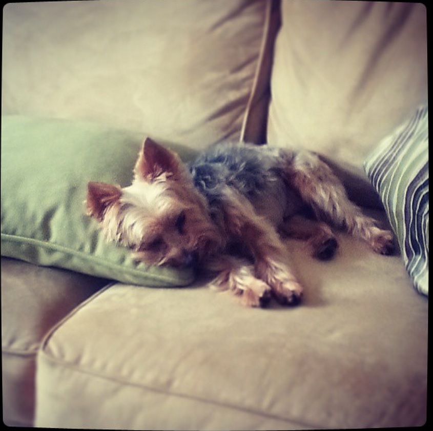 Do You Need A Permit To Dog Sit